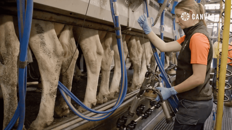 An image of Celina in a barn with cows